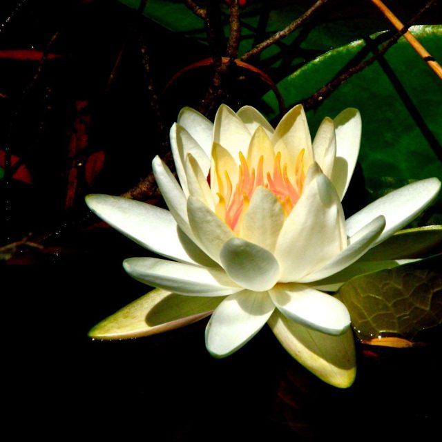 Consider The Lotus