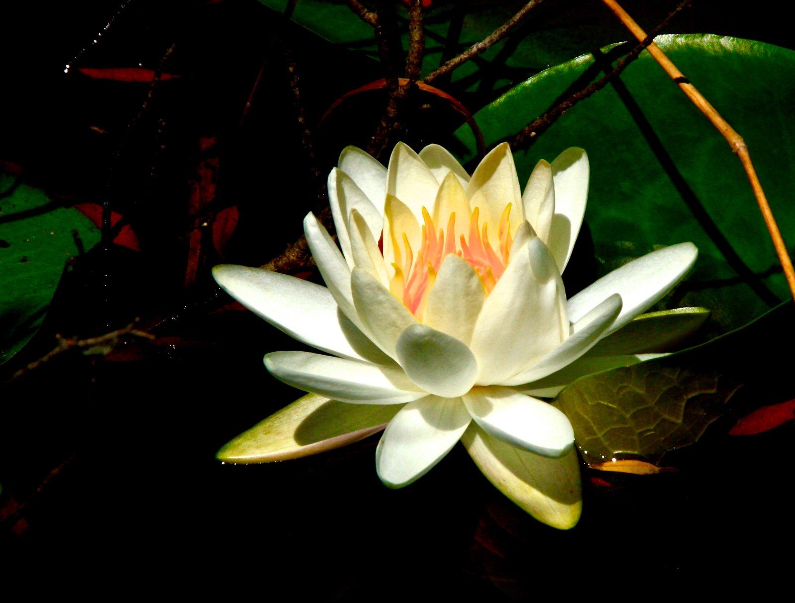 Consider The Lotus