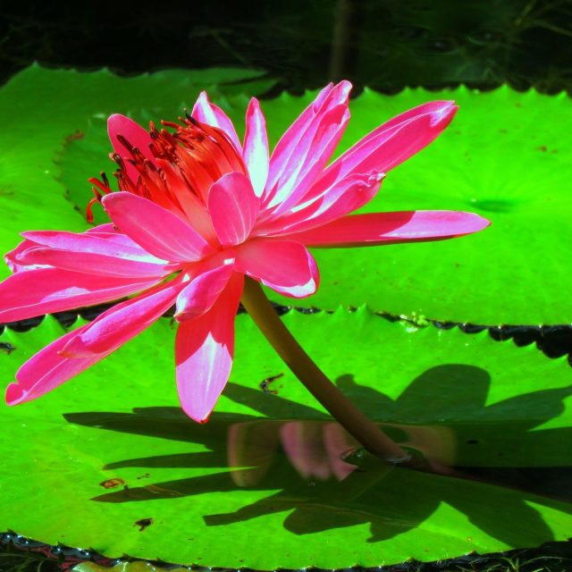 Purple Shadow Lily
