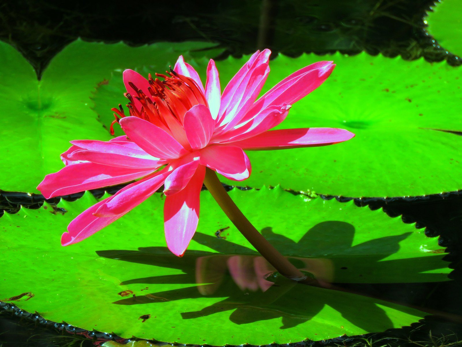 Purple Shadow Lily