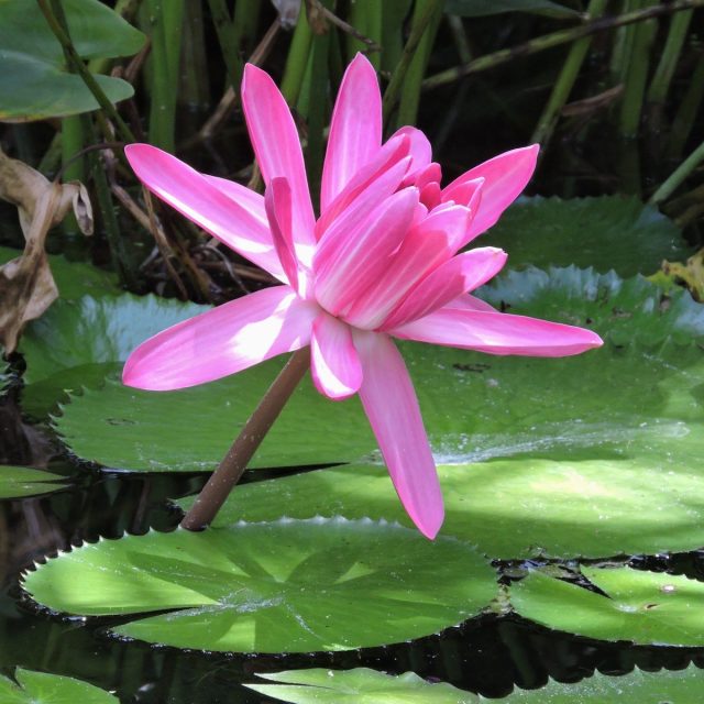 Pink - Love Pink