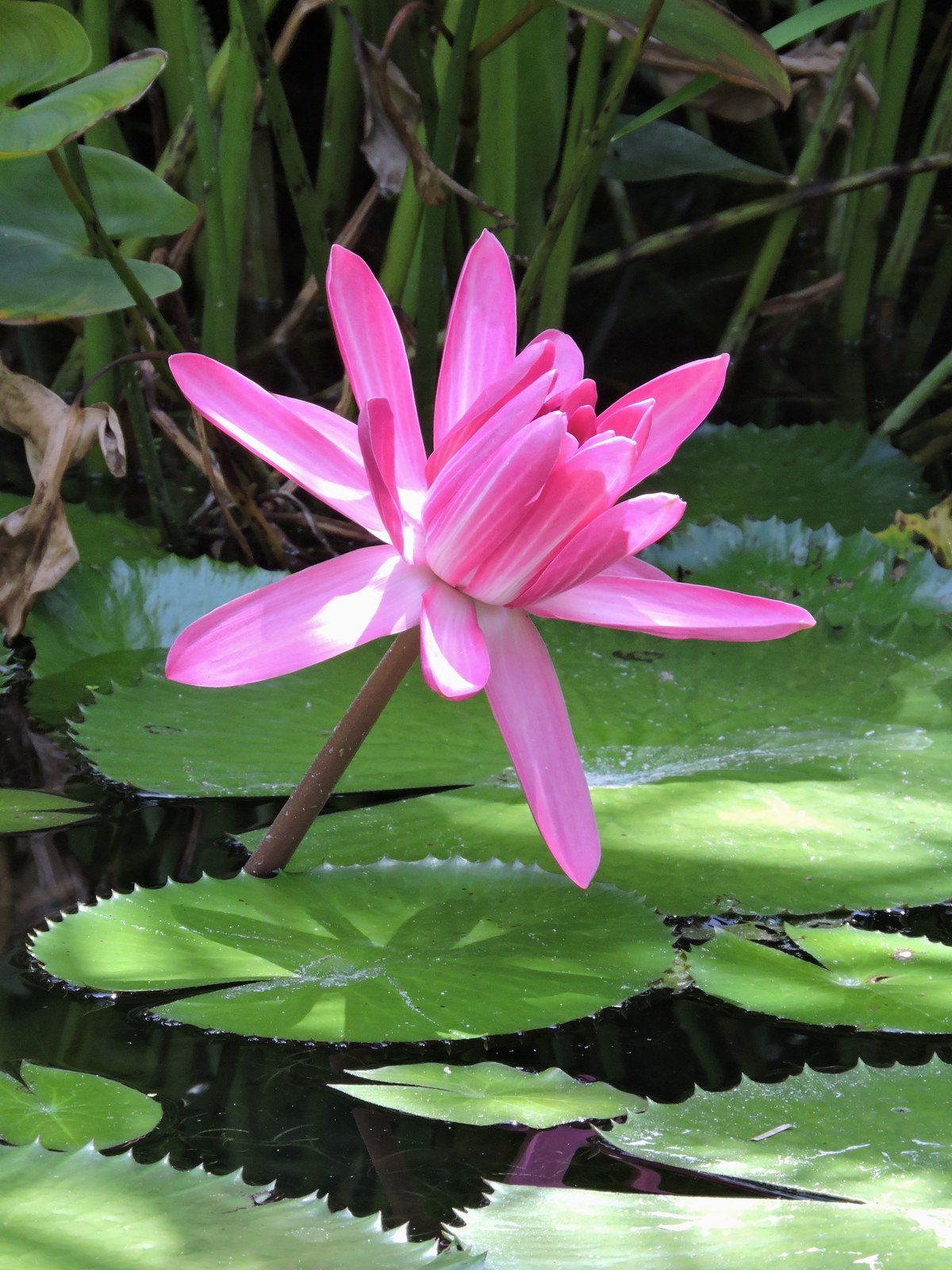 Pink - Love Pink