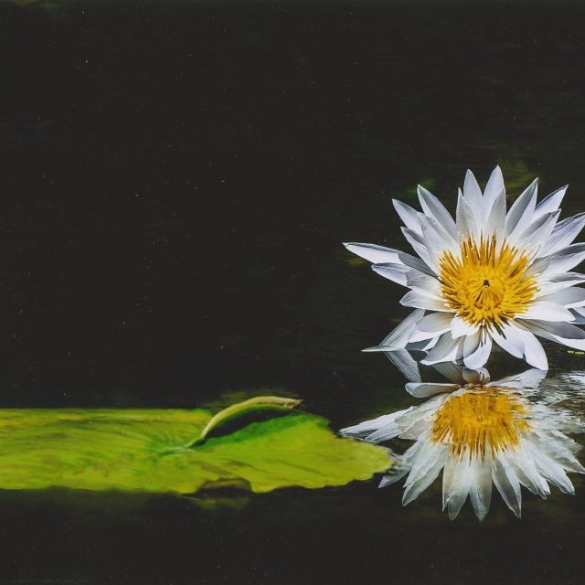 Reflection