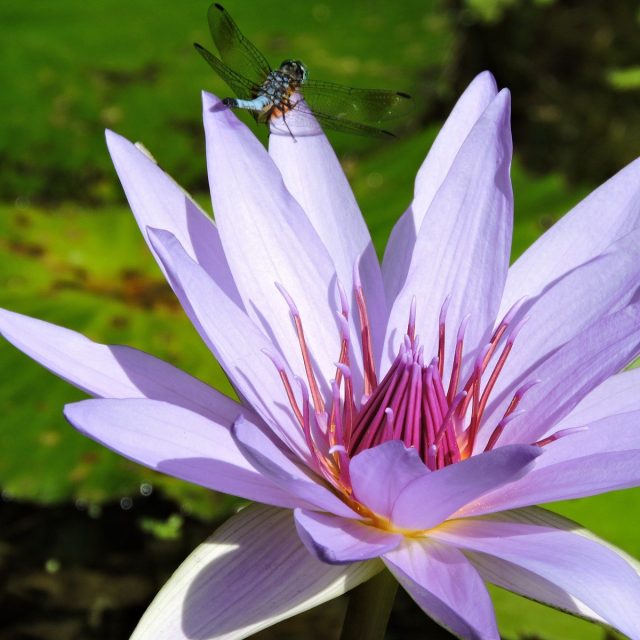 Dragonfly On Water Lily