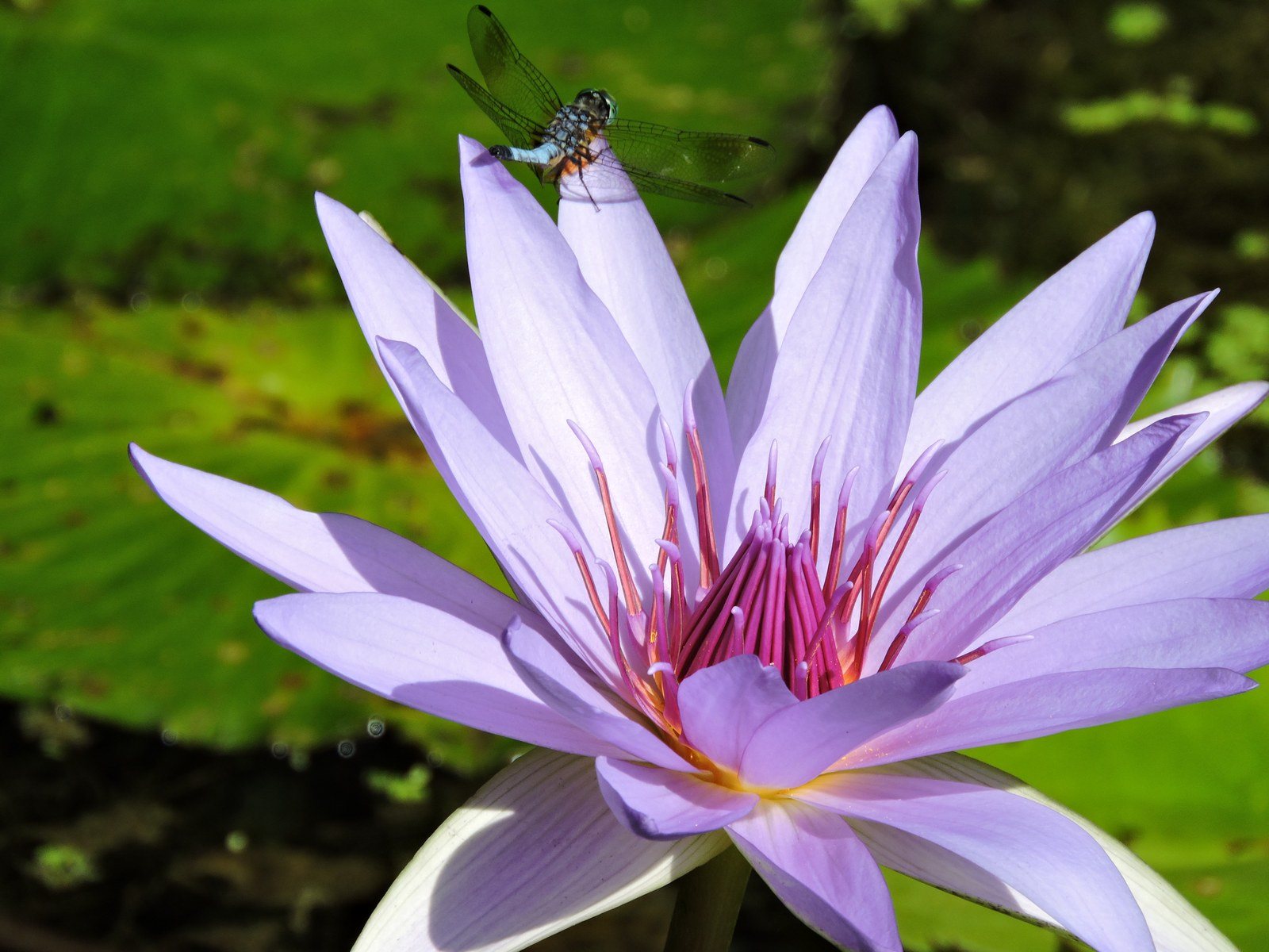 Dragonfly On Water Lily
