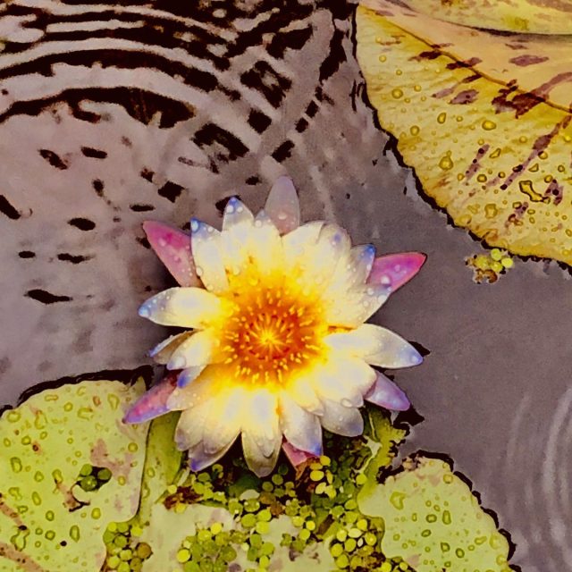 Rainbow Petals