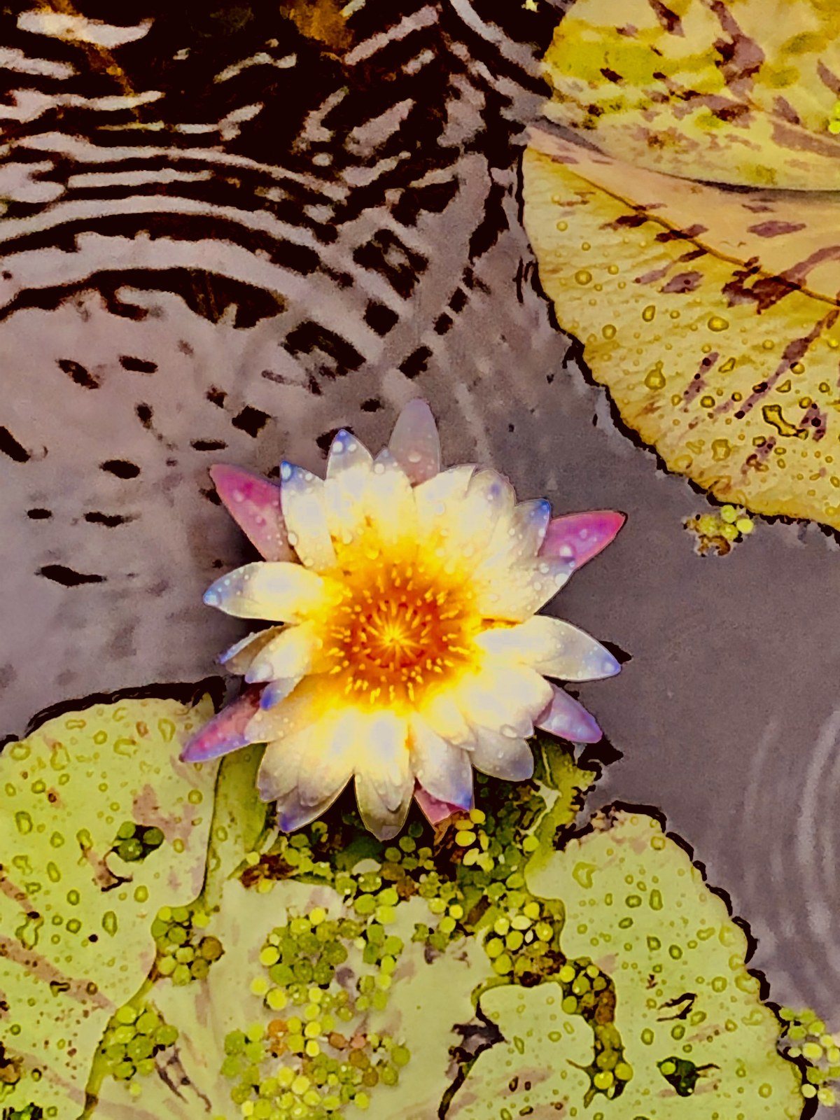 Rainbow Petals
