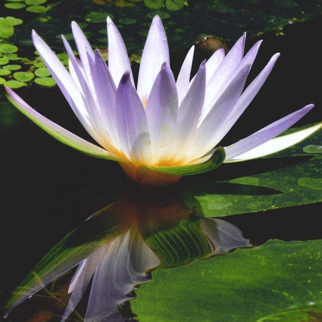 Reflection Of Lily