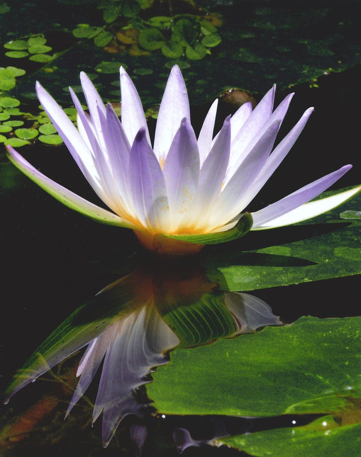 Reflection Of Lily