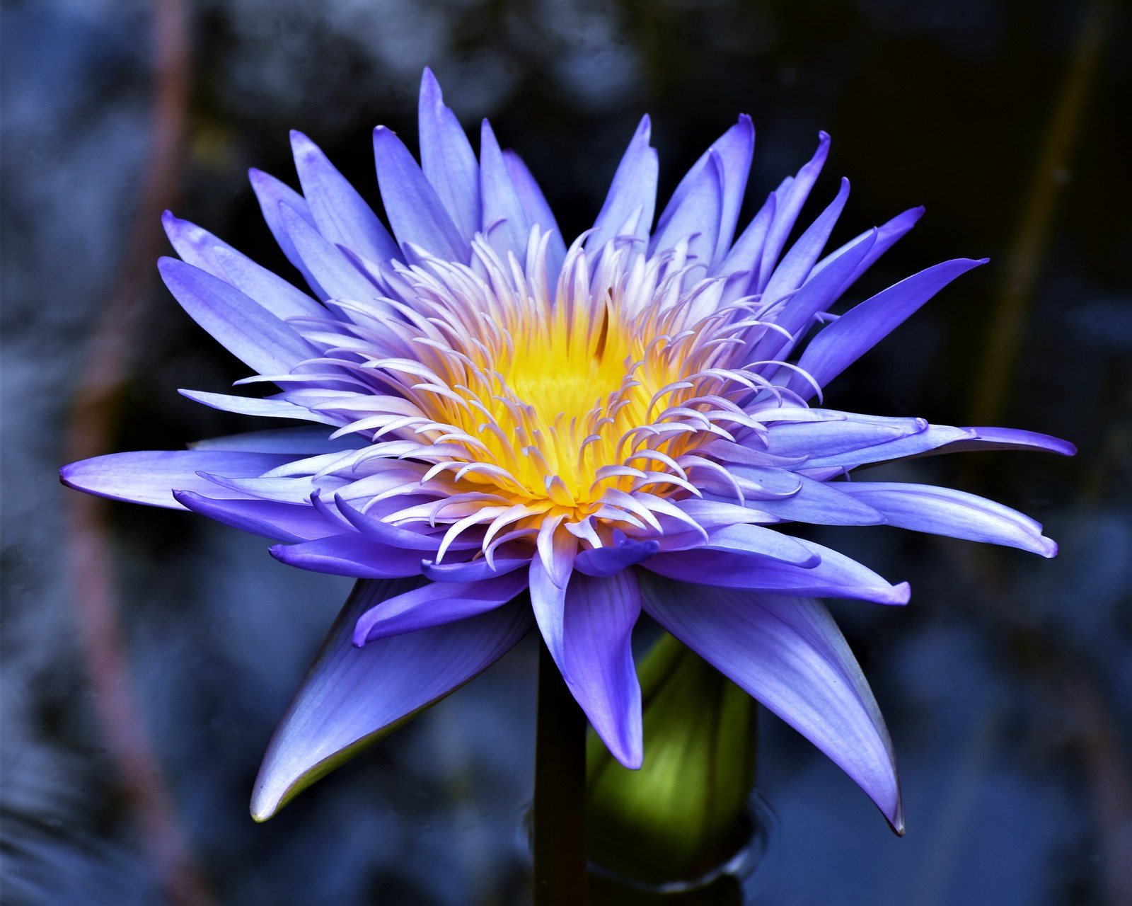 Passion Petals