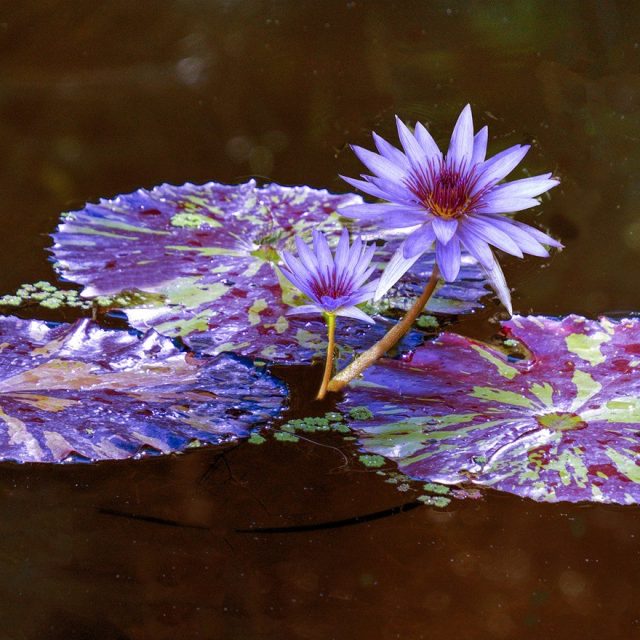 Lily Pad