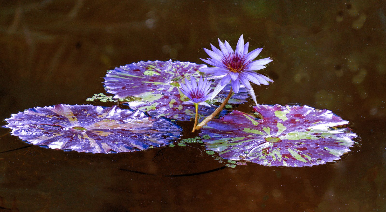 Lily Pad