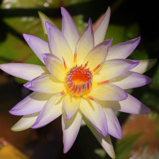 Lavender Lotus