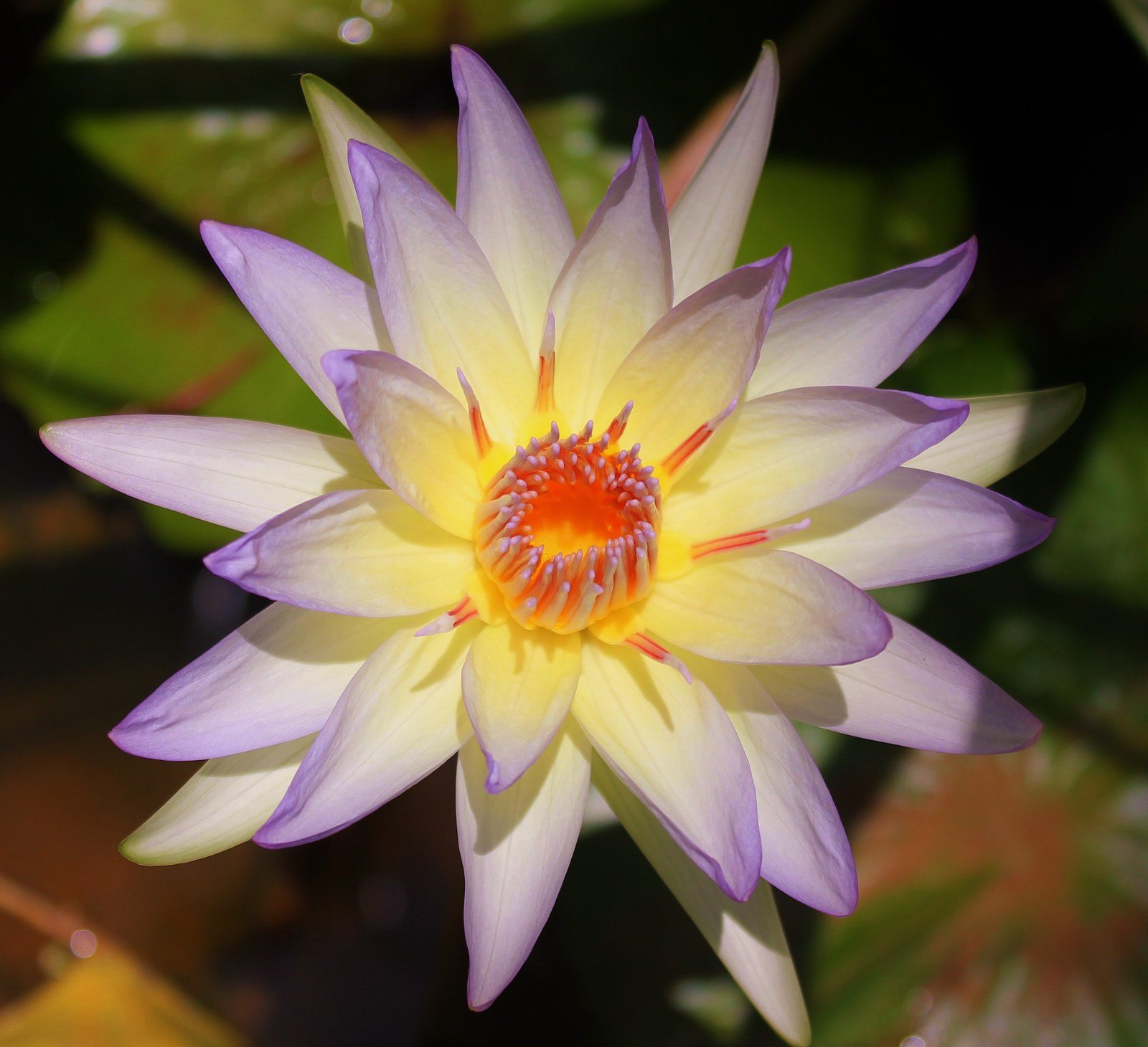 Lavender Lotus