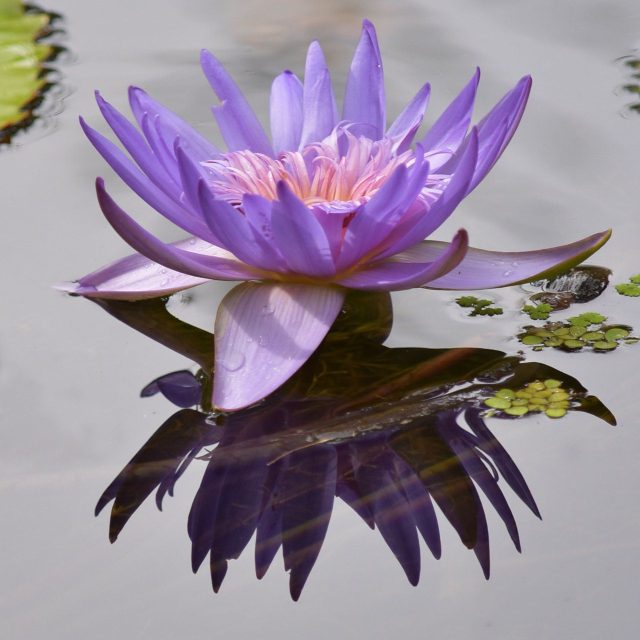 Purple Passion