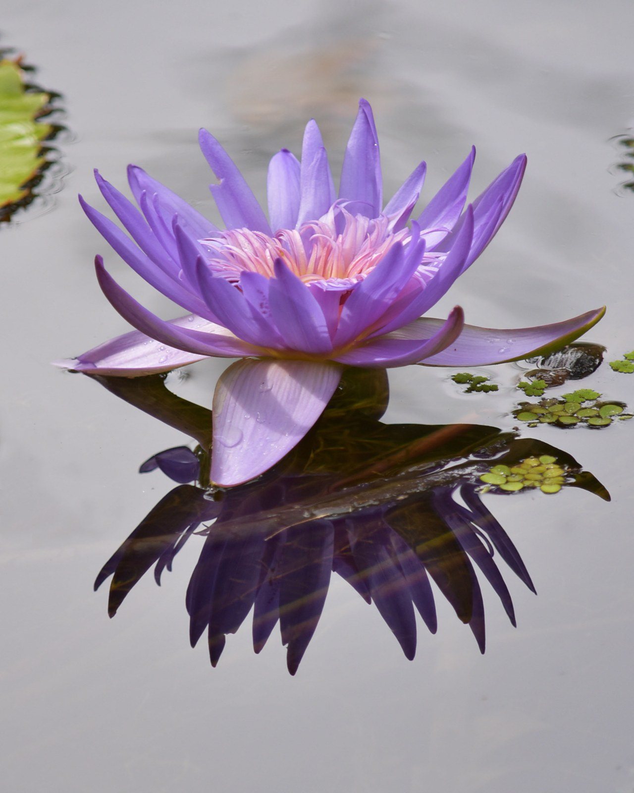 Purple Passion