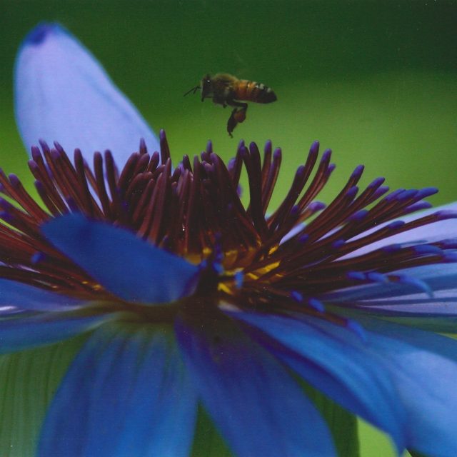 Flight Of The Bumblebee