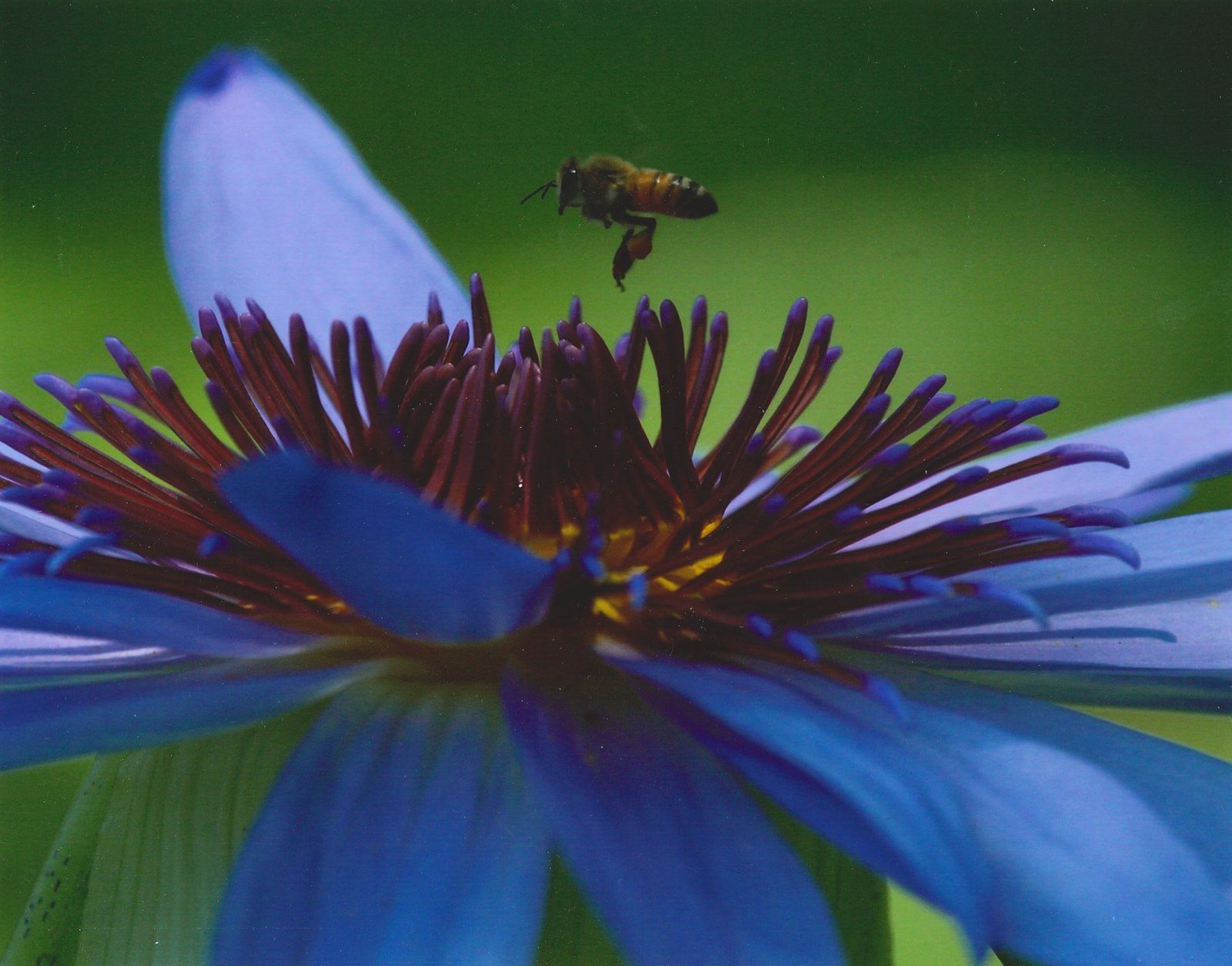 Flight Of The Bumblebee