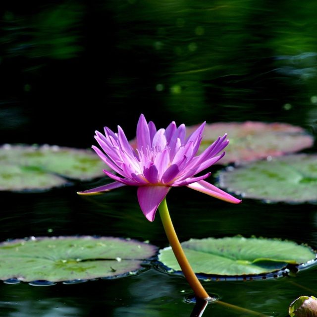 Pink Beauty