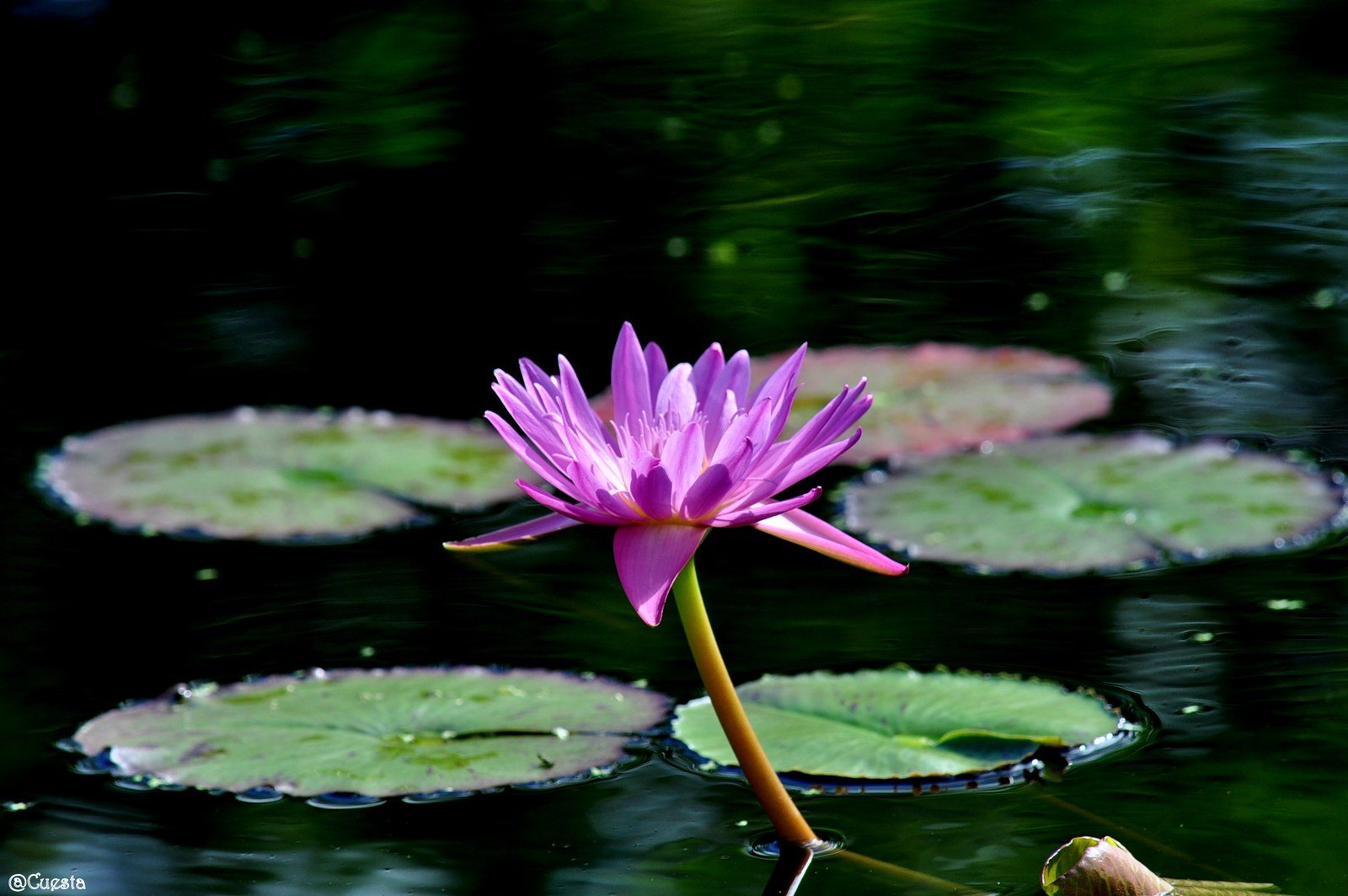 Pink Beauty
