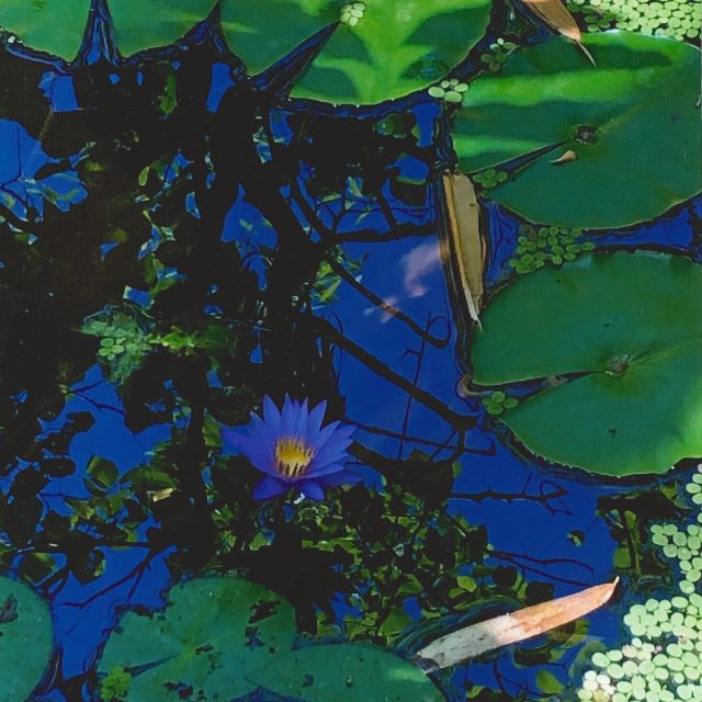 The Sky & The Waterlily