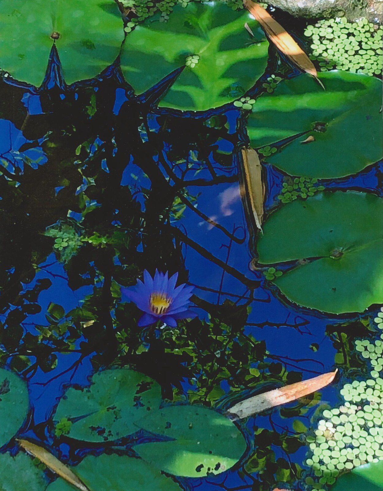 The Sky & The Waterlily