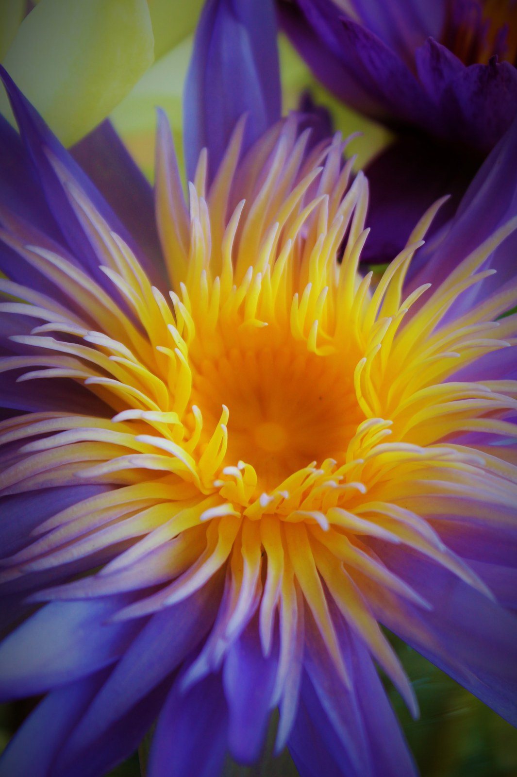 Lily Love