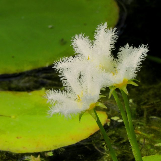 Tiny Lilies