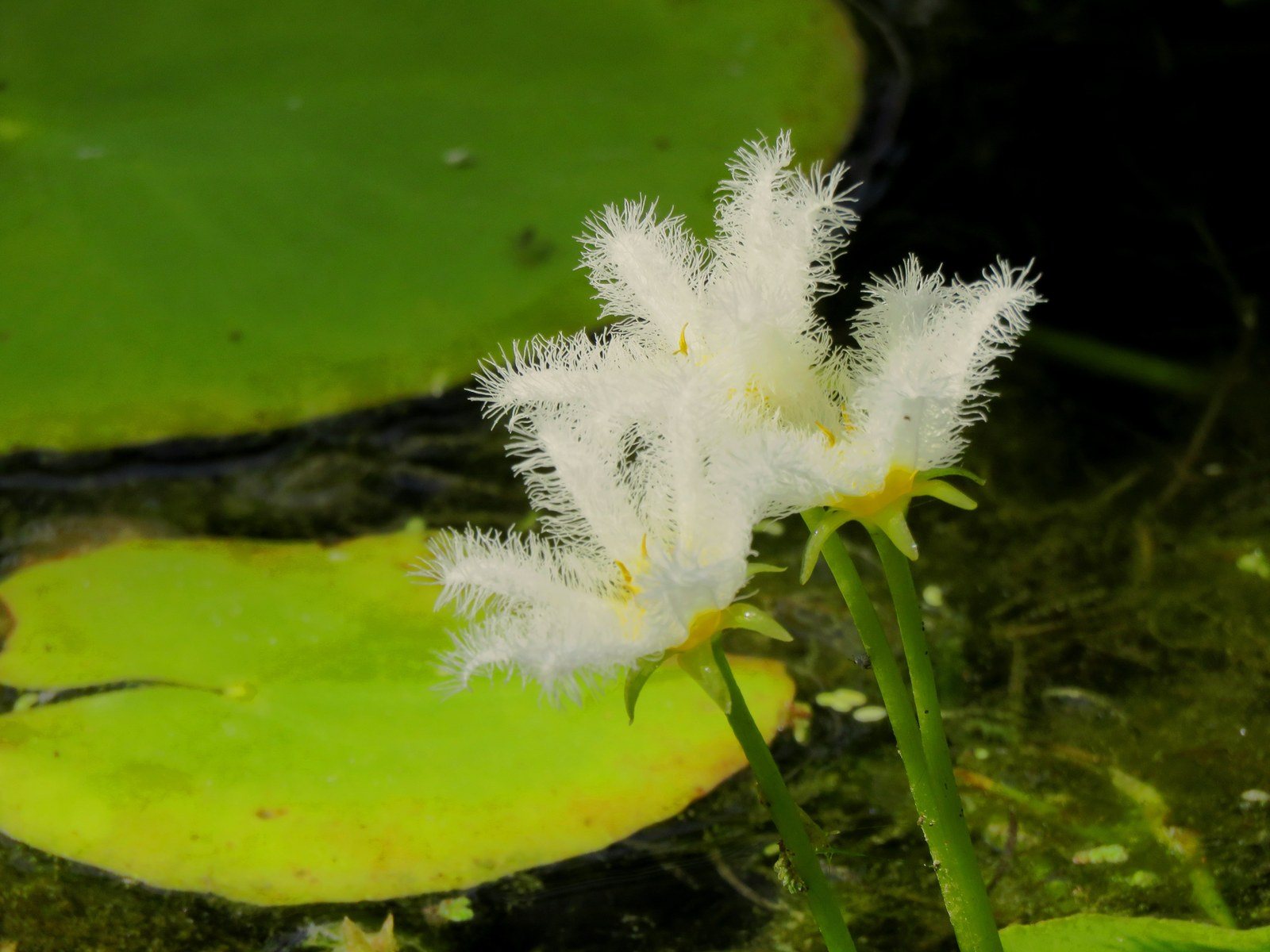 Tiny Lilies