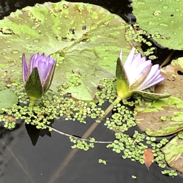 Tilted Lilies