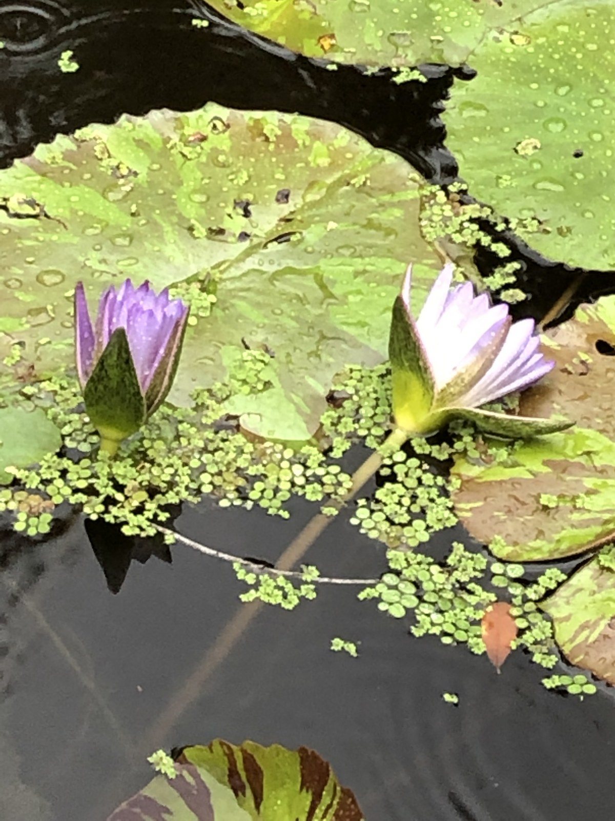 Tilted Lilies
