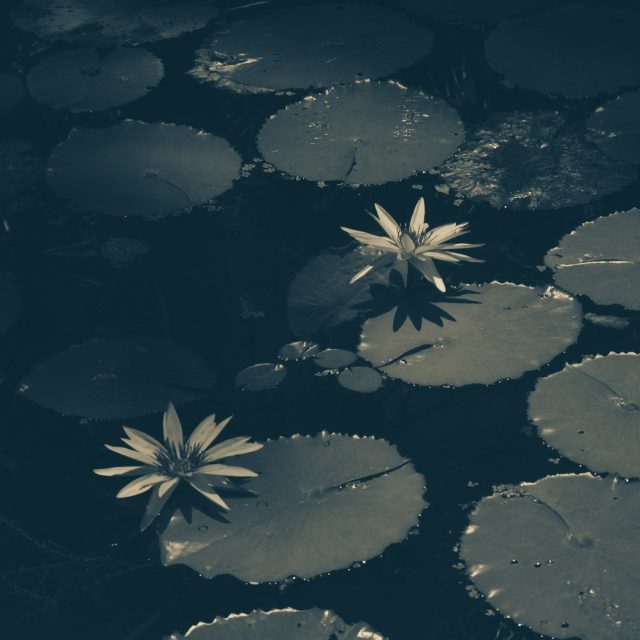 In The Shadow Of Light