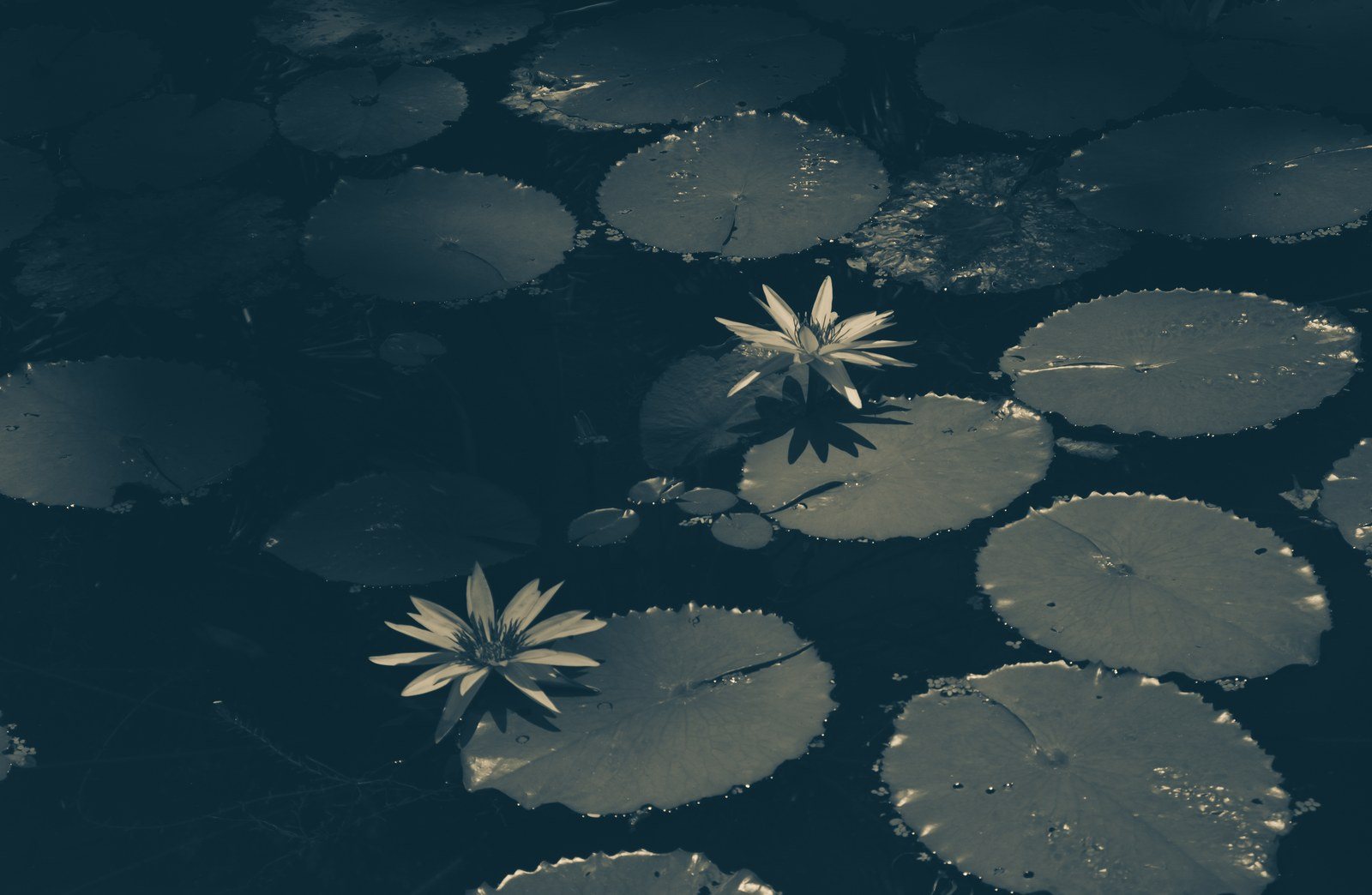 In The Shadow Of Light