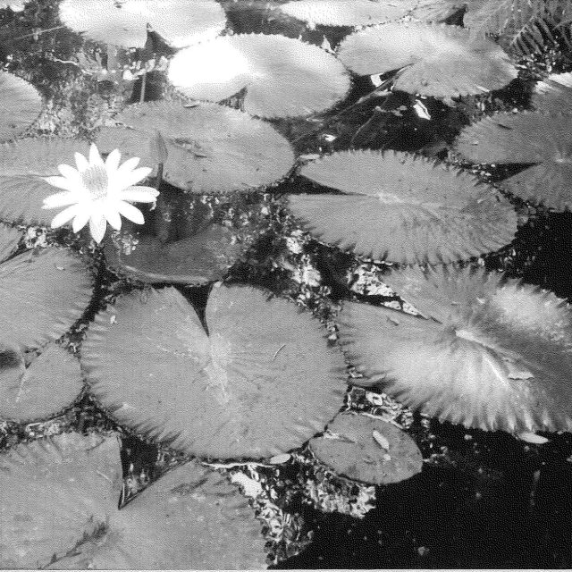 Silky White Petals