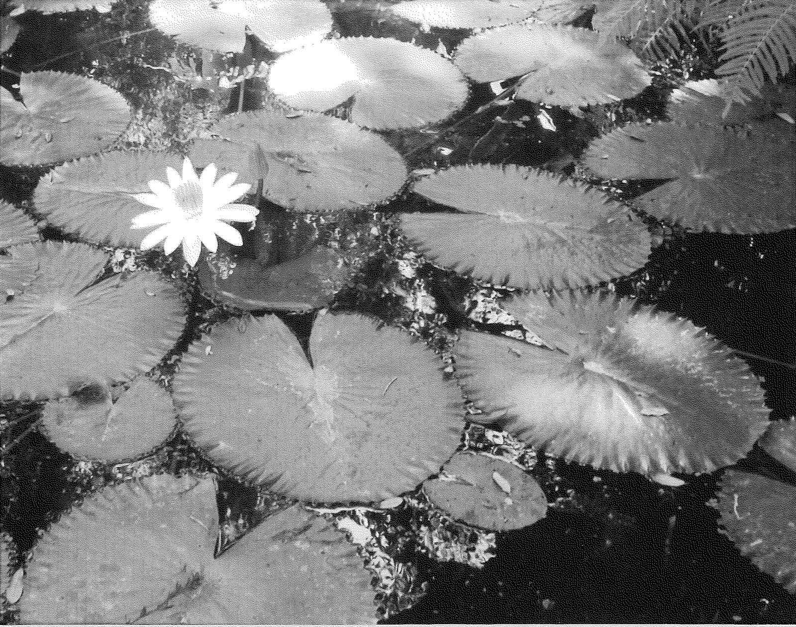Silky White Petals