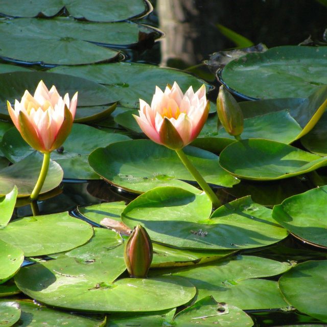 Lillies In Sunrise Rays