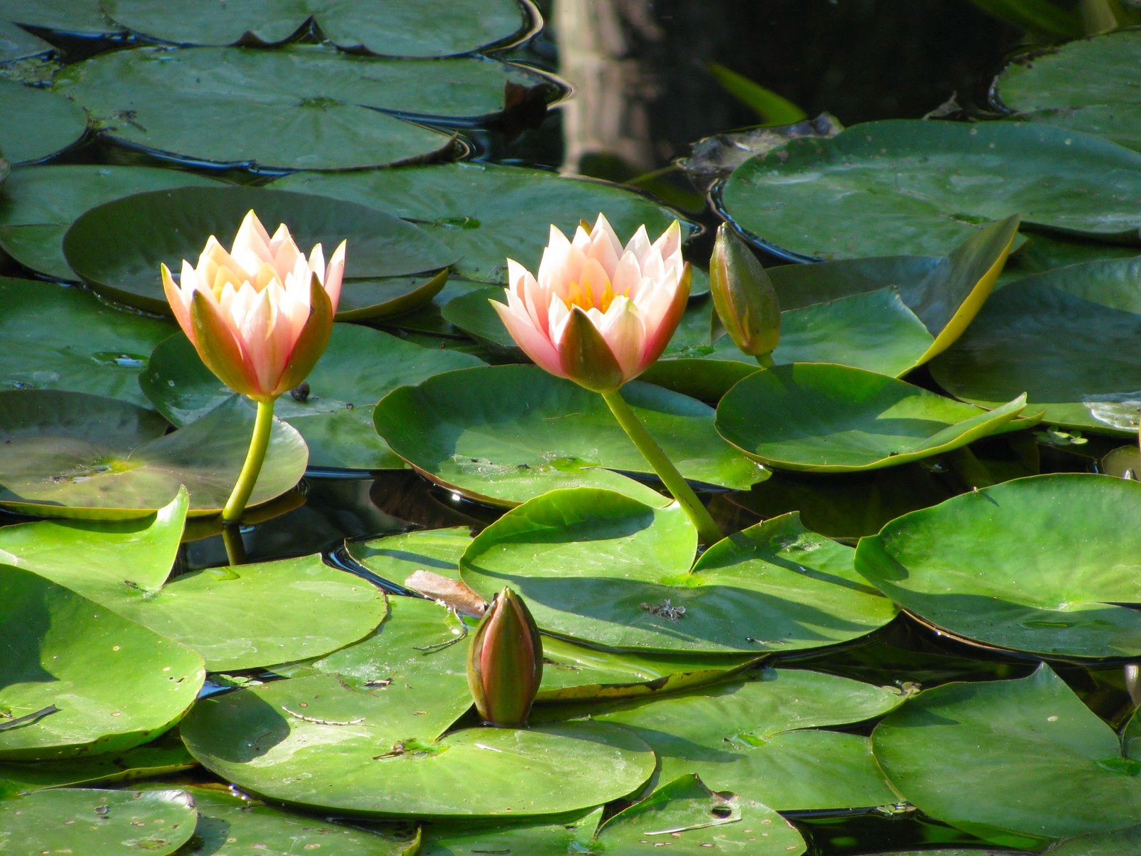 Lillies In Sunrise Rays
