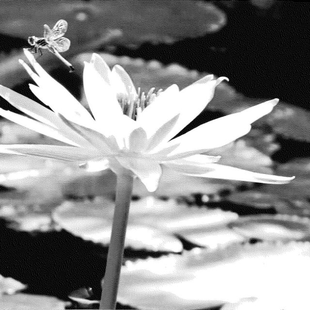 Dragon In The Pond