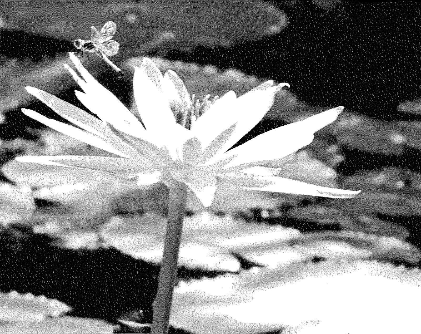 Dragon In The Pond