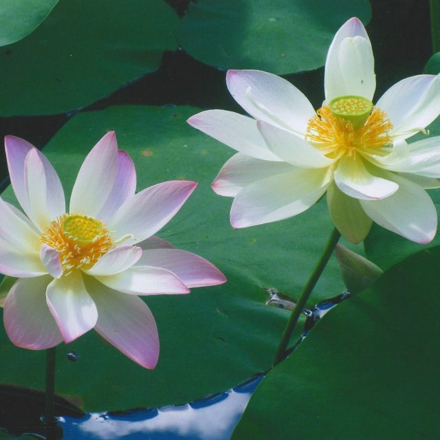 Buttercups