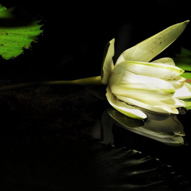 Fallen Beauty