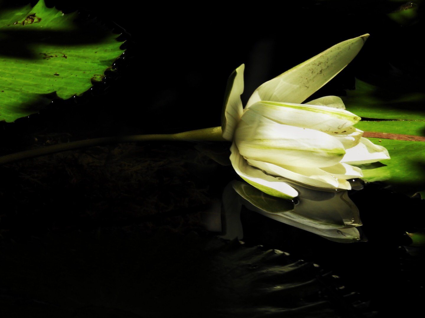 Fallen Beauty