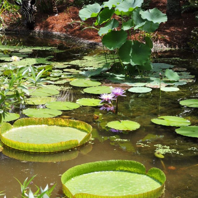 Stepping Stones