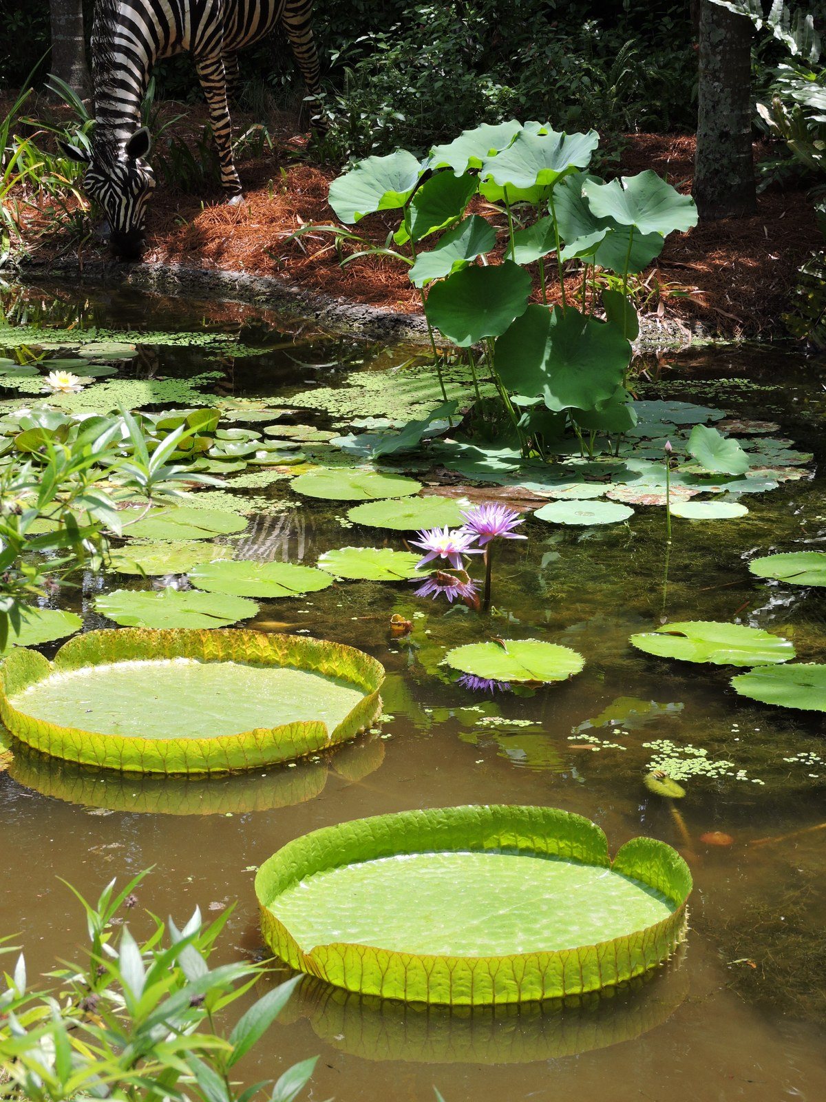 Stepping Stones