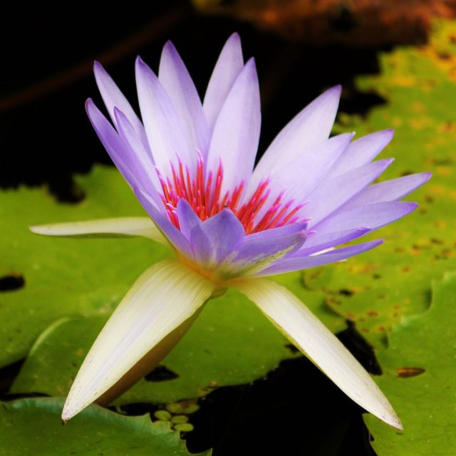 Lily Love