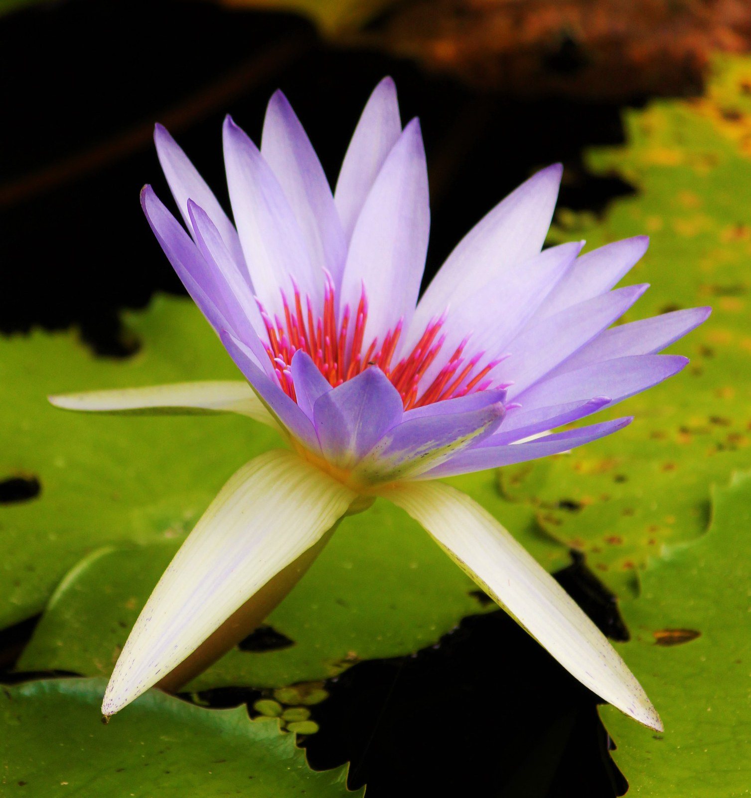Lily Love