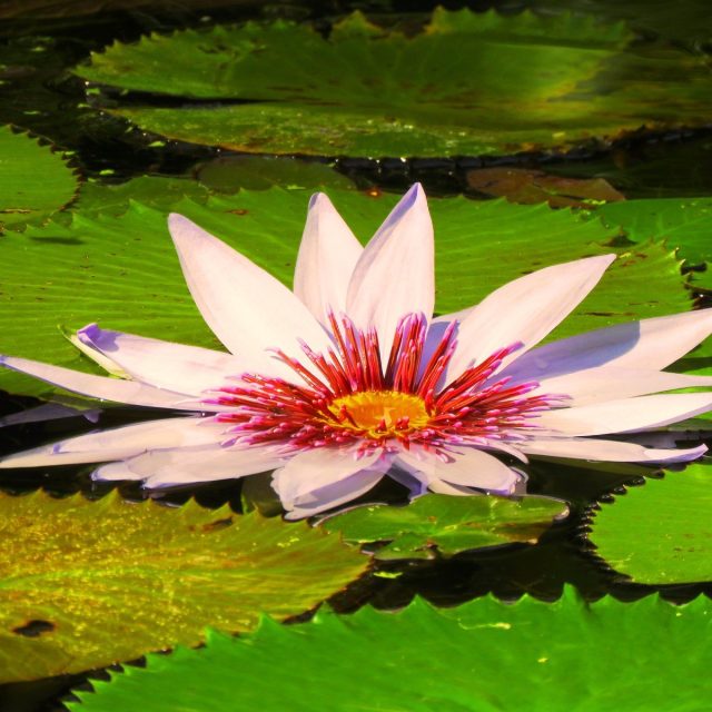 Floating White Lily