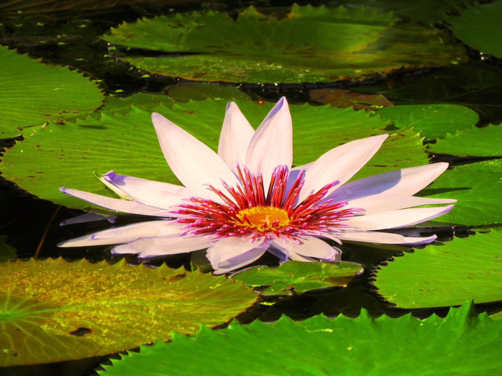 Floating White Lily