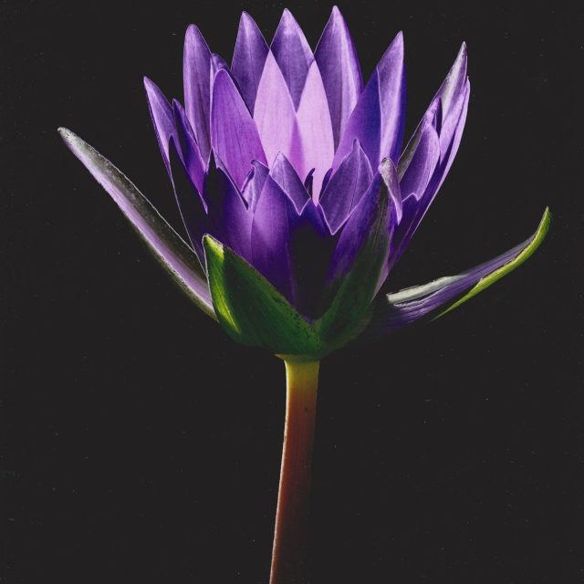 Glowing Waterlily