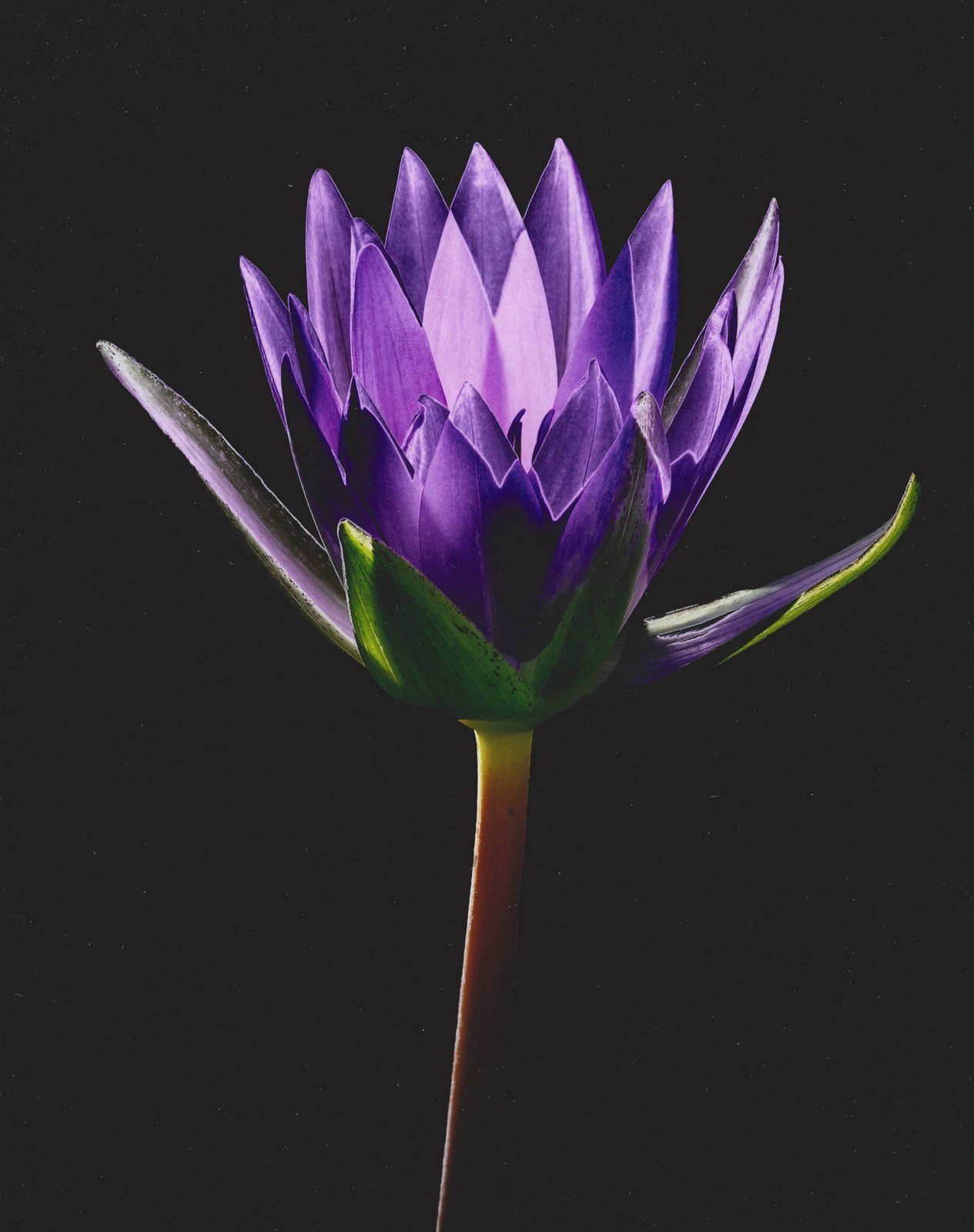 Glowing Waterlily
